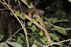 Paradoxurus philippinensis