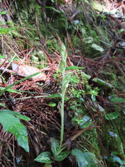 Goodyera schlechtendaliana