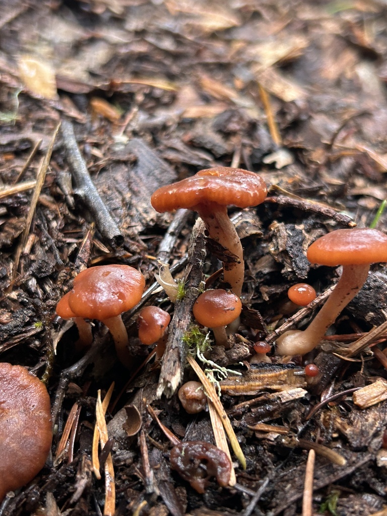 Tubaria furfuracea · December 2025 · photo: © nettiecat (iNaturalist, cc-by)