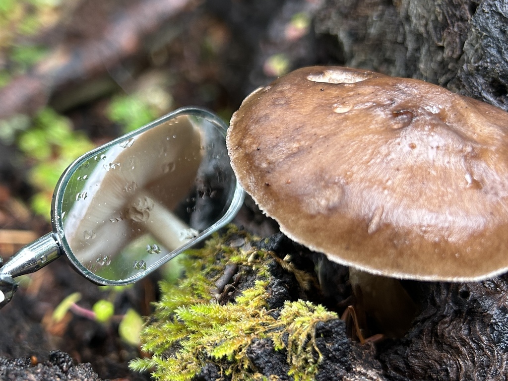 Pluteus exilis · December 2025 · photo: © nettiecat (iNaturalist, cc-by)