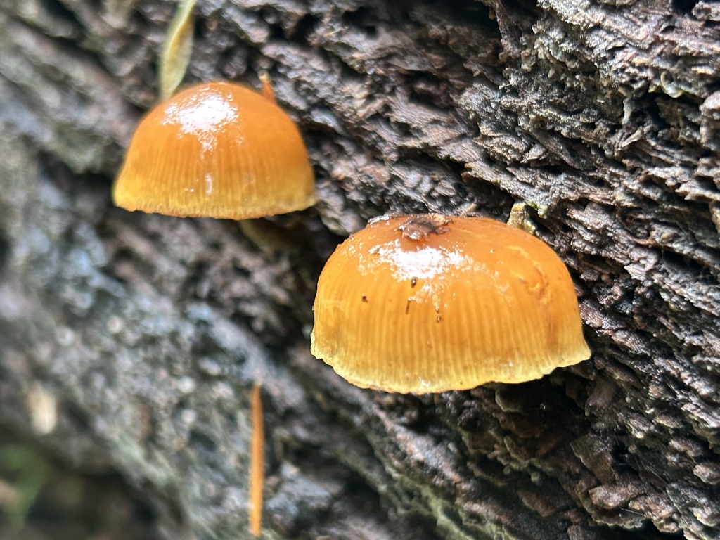 Galerina marginata · December 2025 · photo: © nettiecat (iNaturalist, cc-by)