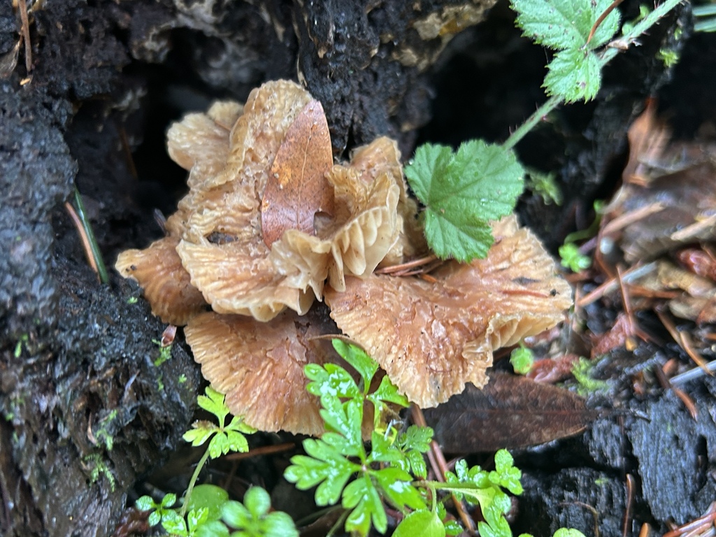 Gymnopus brassicolens · December 2025 · photo: © nettiecat (iNaturalist, cc-by)