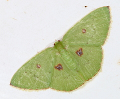 Comostola leucomerata