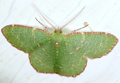 Eucyclodes metaspila