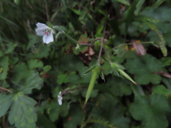 Geranium wilfordii