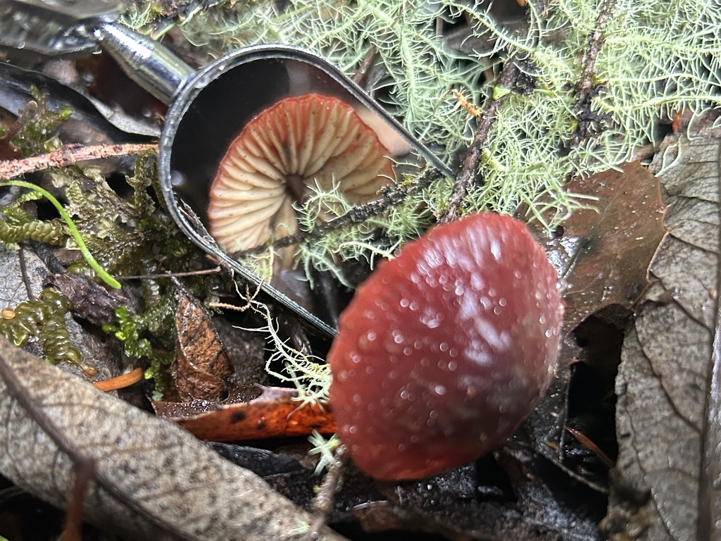 Marasmius plicatulus · December 2025 · photo: © nettiecat (iNaturalist, cc-by)