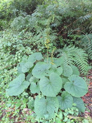 Ligularia stenocephala