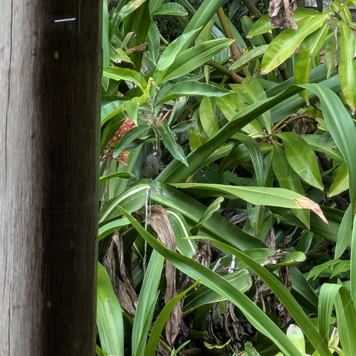Lewin's Honeyeater (Meliphaga lewinii), photo 2
