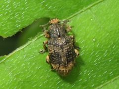 Eudiagogini