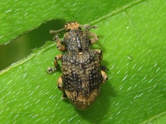 Eudiagogini
