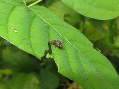 Eudiagogini