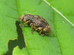 Eudiagogini