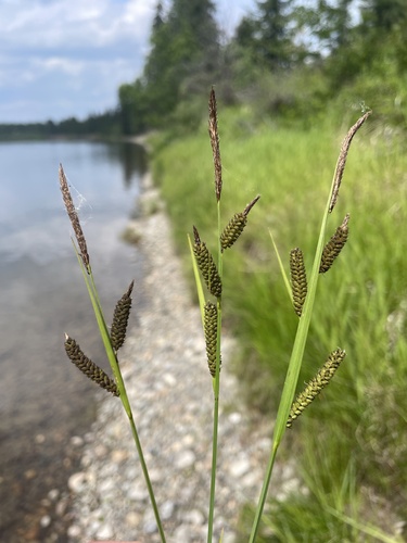 Carex aperta