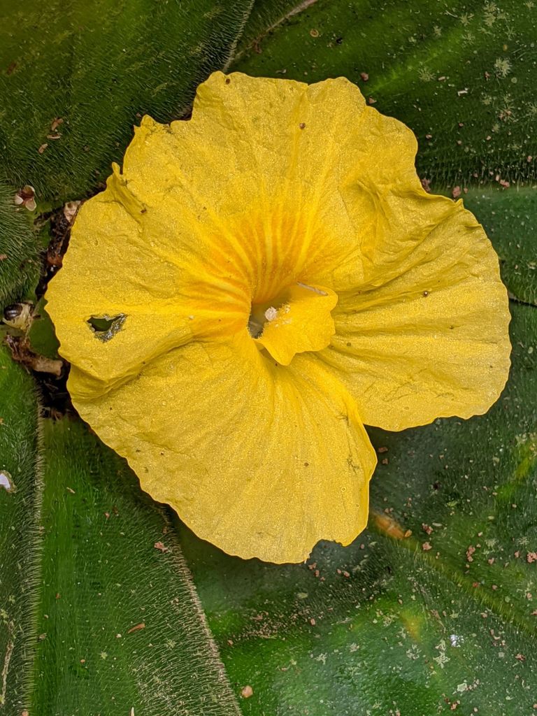 Chamaecostus acaulis