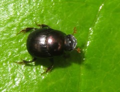 Canthidium