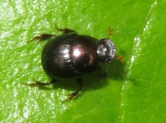 Canthidium