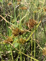 Cyperus polystachyos polystachyos