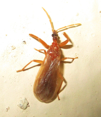 Enicocephaloidea
