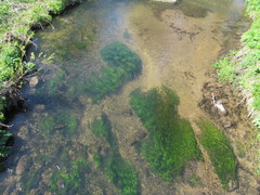 Ranunculus kauffmannii