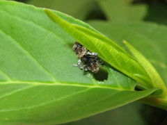 Peridinetus latiusculus
