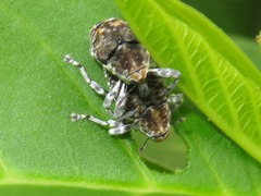 Peridinetus latiusculus