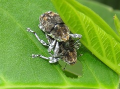 Peridinetus latiusculus