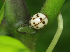 Dilatitibialis mulsanti