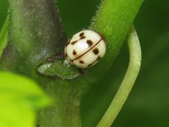 Dilatitibialis mulsanti