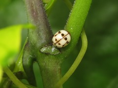 Dilatitibialis mulsanti