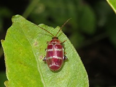 Asphaera neglecta