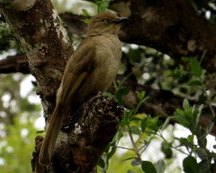 Andropadus importunus