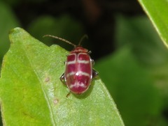 Asphaera neglecta
