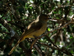 Andropadus importunus