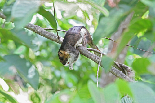 Pale Giant Squirrel