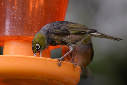 Silvereye (Zosterops lateralis), photo 2