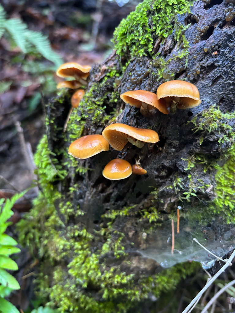 Galerina marginata · December 2025 · photo: © ebessler (iNaturalist, cc0)