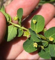 Phyllanthopsis phyllanthoides