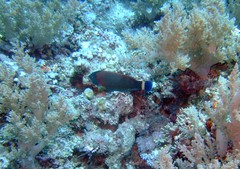 Pseudodax moluccanus
