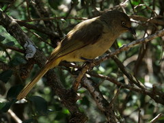 Andropadus importunus