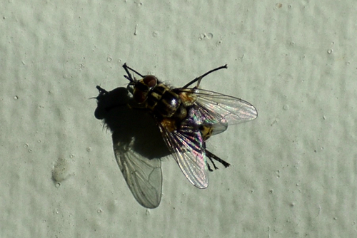 Unknown species found near Colleen Dr, Wichita Falls, TX, US