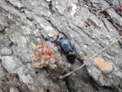 Odontotaenius