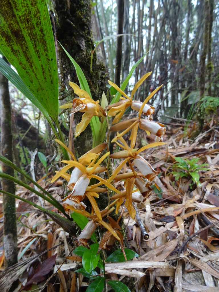 Coelogyne radioferens