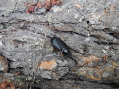 Odontotaenius
