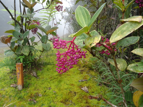 Image of Medinilla cumingii by (c) Christoph Moning, some rights reserved (CC BY)