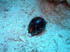 Cypraea