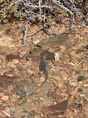 iNaturalist observation photo of Common Sagebrush Lizard