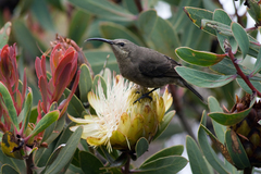 Scarlet-Tufted Sunbird photo 3