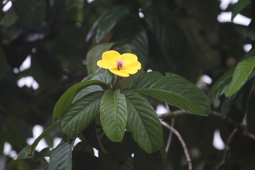 Dillenia excelsa (Dillenia excelsa)