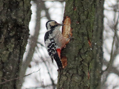 Dendrocopos leucotos