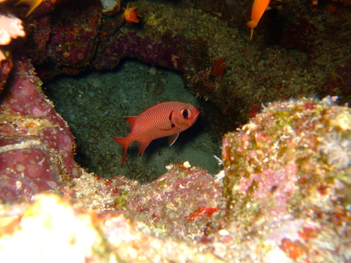 Crimson Soldierfish